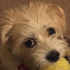 Meet your Posher, Deanne